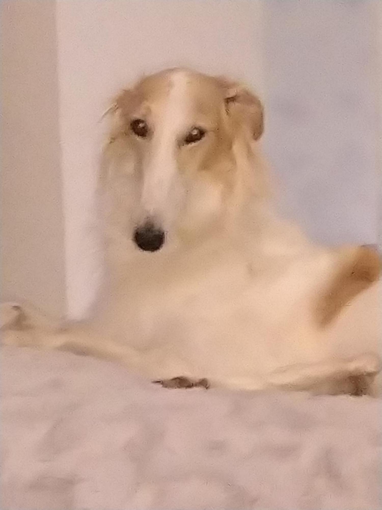 Swiss Borzoi House Bed and Breakfast Vully-les-Lacs Buitenkant foto