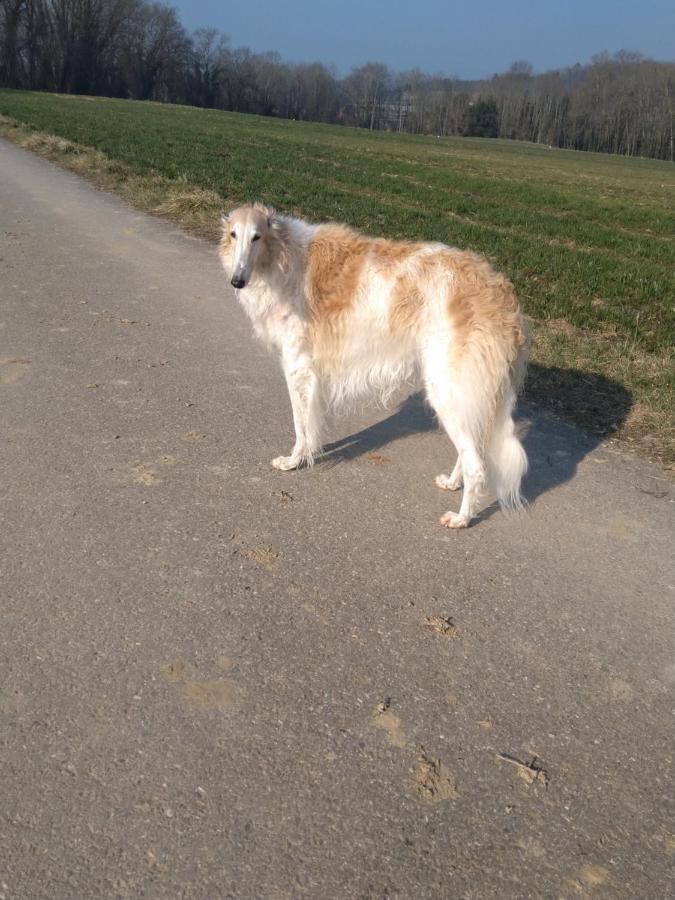 Swiss Borzoi House Bed and Breakfast Vully-les-Lacs Buitenkant foto