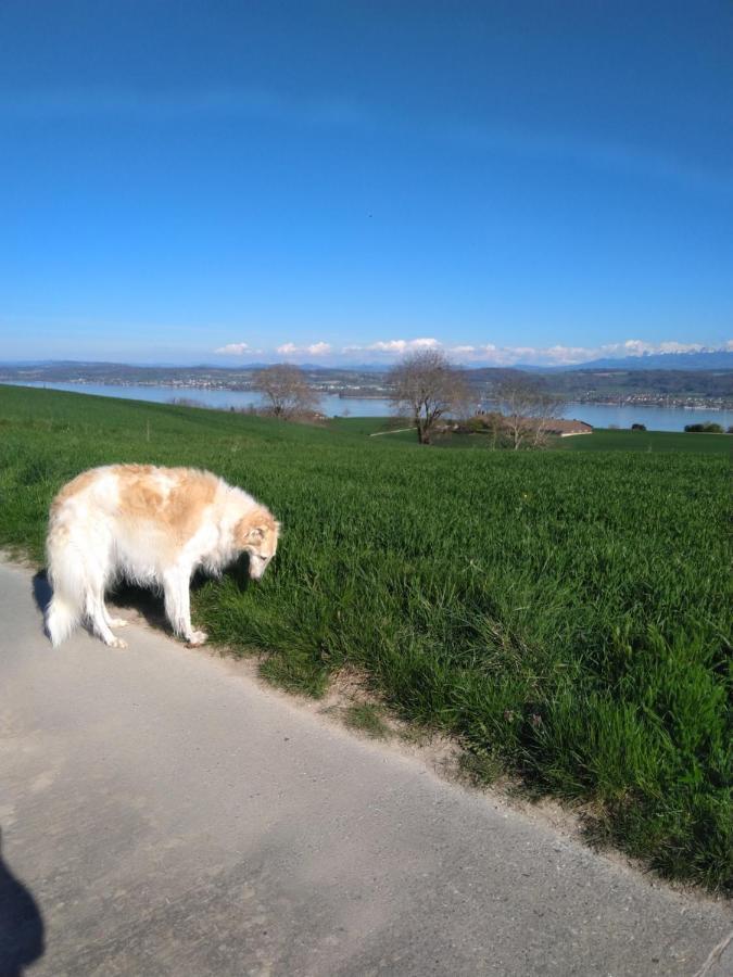 Swiss Borzoi House Bed and Breakfast Vully-les-Lacs Buitenkant foto