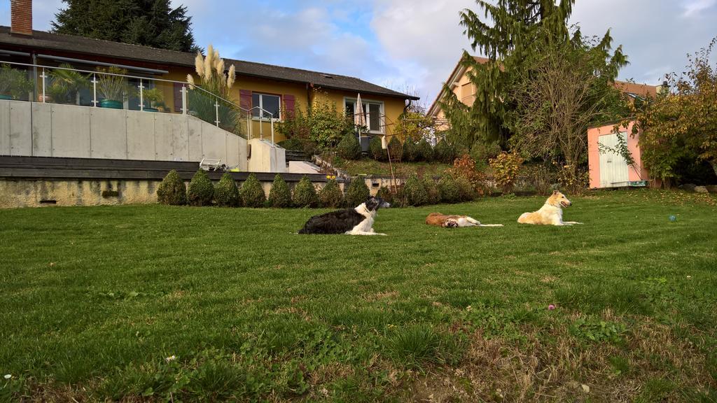 Swiss Borzoi House Bed and Breakfast Vully-les-Lacs Buitenkant foto