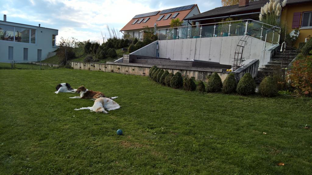 Swiss Borzoi House Bed and Breakfast Vully-les-Lacs Buitenkant foto