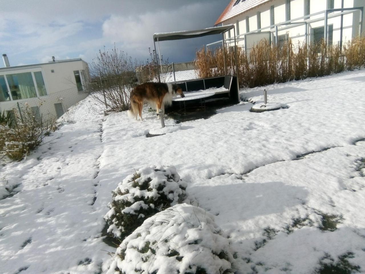 Swiss Borzoi House Bed and Breakfast Vully-les-Lacs Buitenkant foto