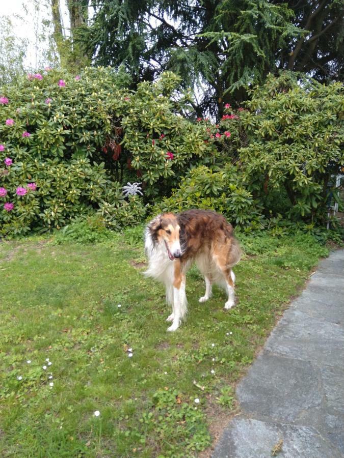 Swiss Borzoi House Bed and Breakfast Vully-les-Lacs Buitenkant foto