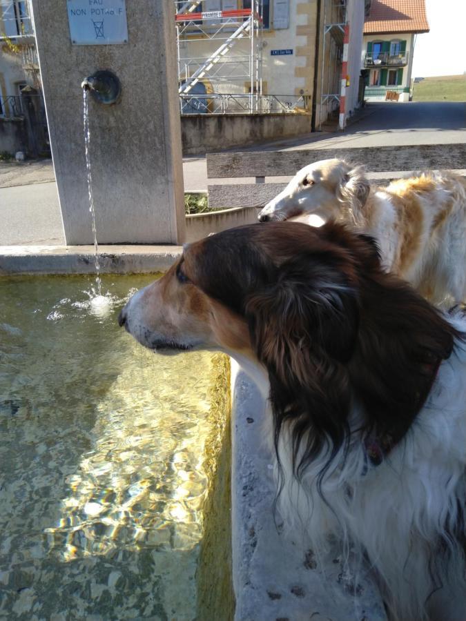Swiss Borzoi House Bed and Breakfast Vully-les-Lacs Buitenkant foto
